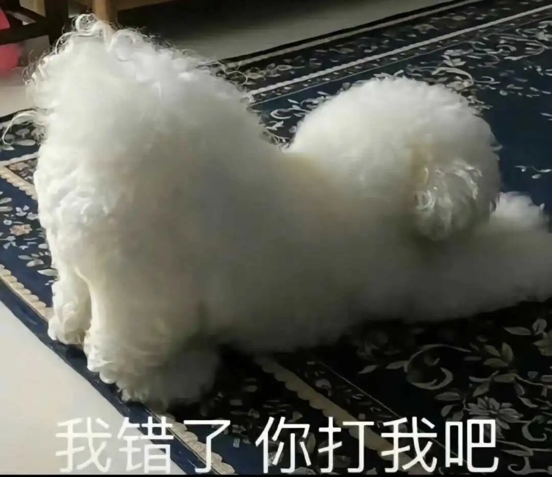 西檬之家揭秘2025年k9犬系文化的新趋势与实践 一