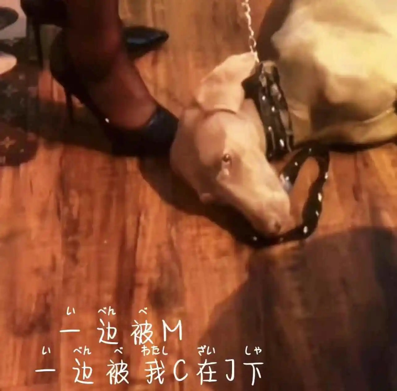 西檬之家sp小圈入门指南 一